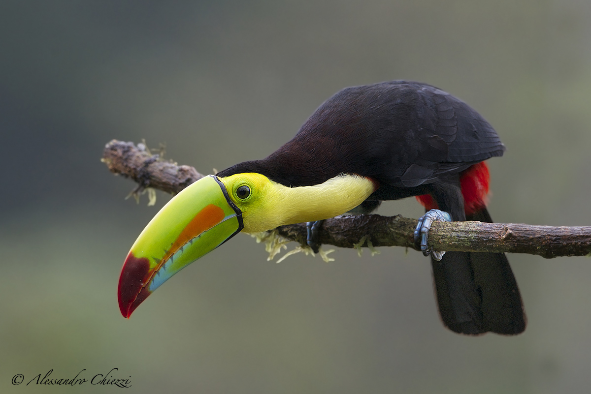 Keel-billed Toucan
