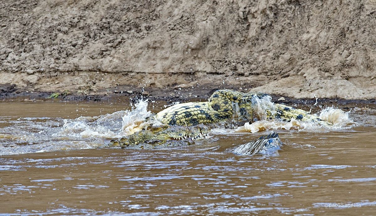 Crossing the Mara - 17 - the dance ...