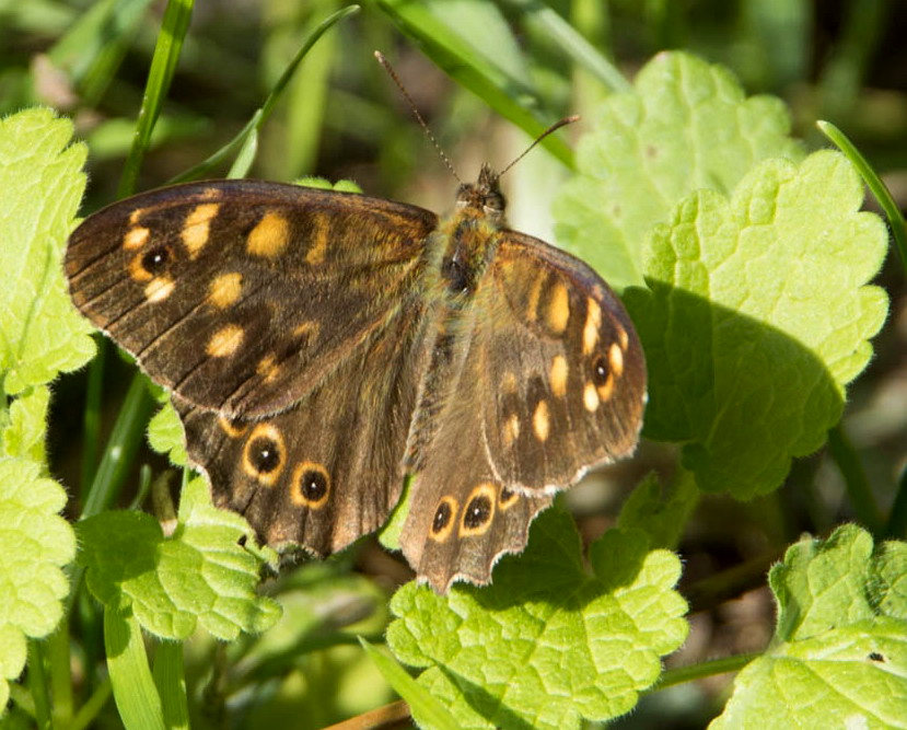 Tircis  (Pararge aegeria)