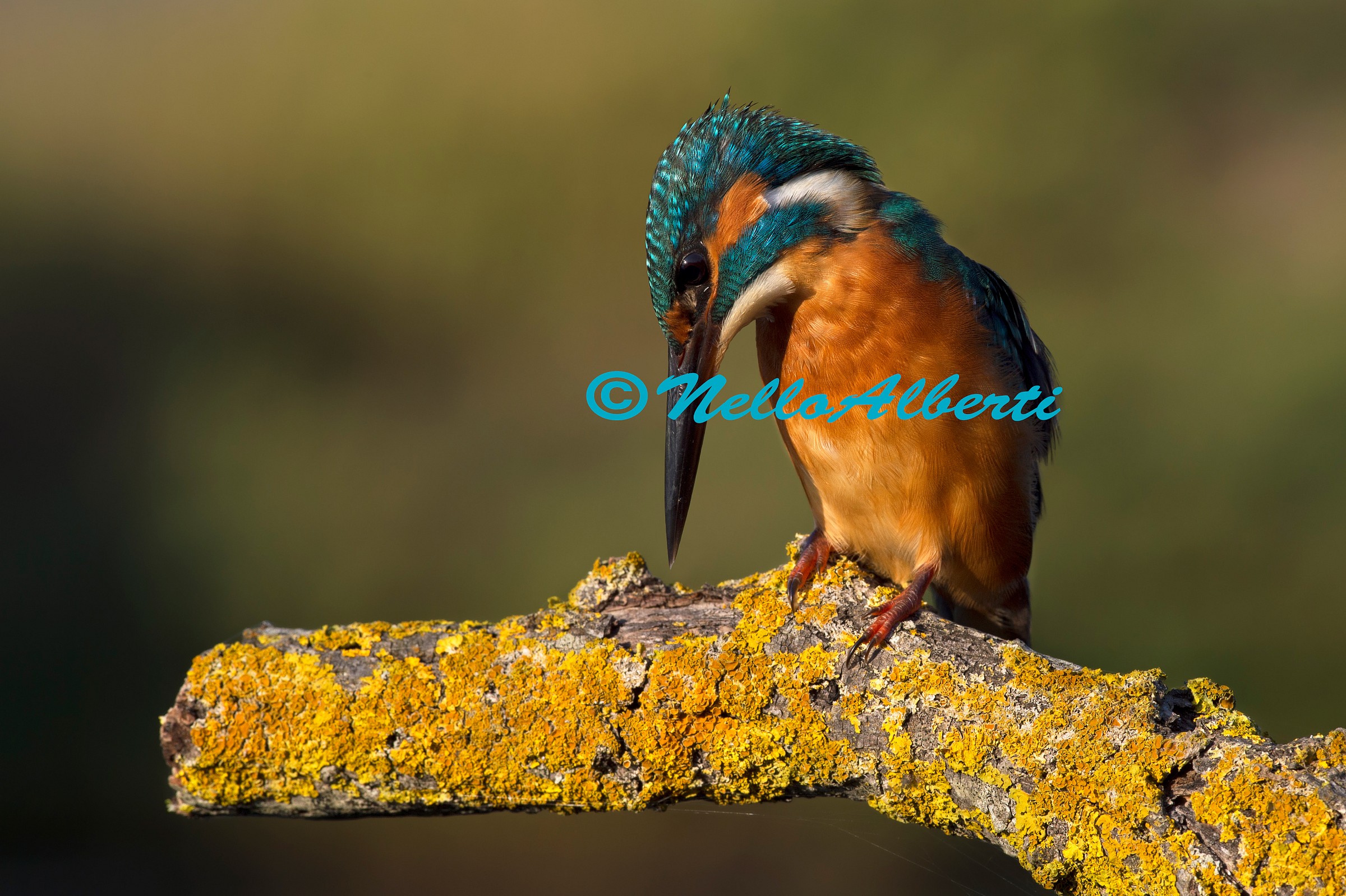 Martino in caccia !!