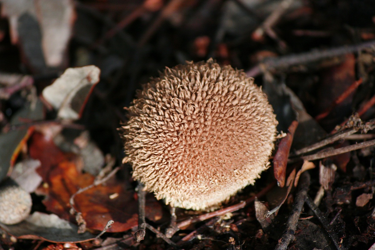 fungo (vescica di lupo)