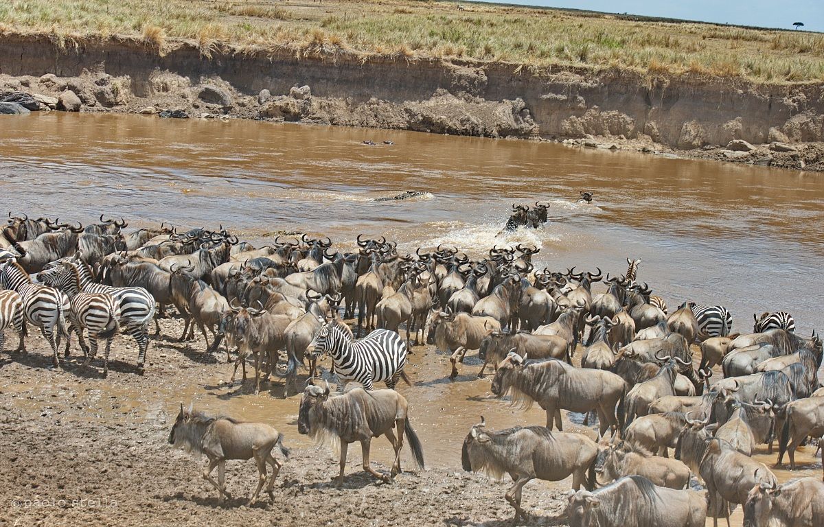 Crossing the Mara - 0 - l 'beginning