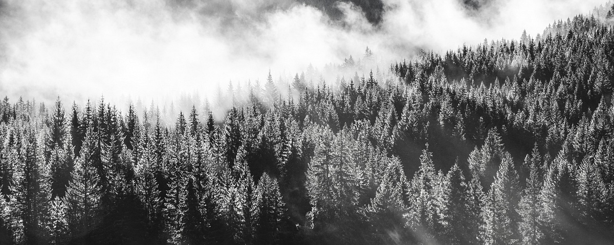 the humidity of the wood