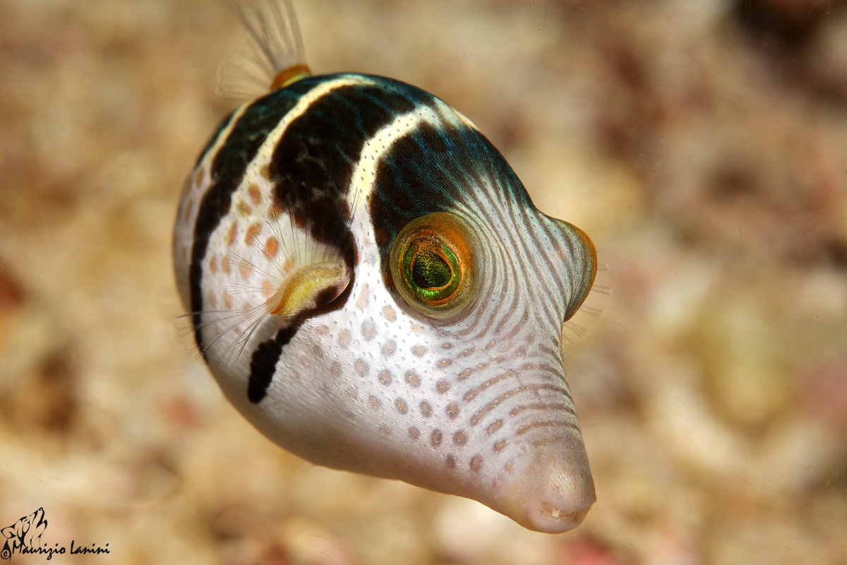 Banded puffer fish