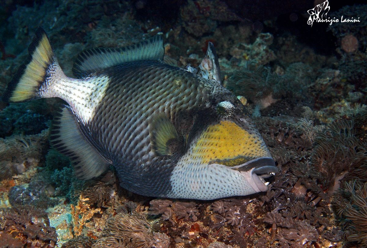 Pesce balestra titano (Balistoides viridescens )
