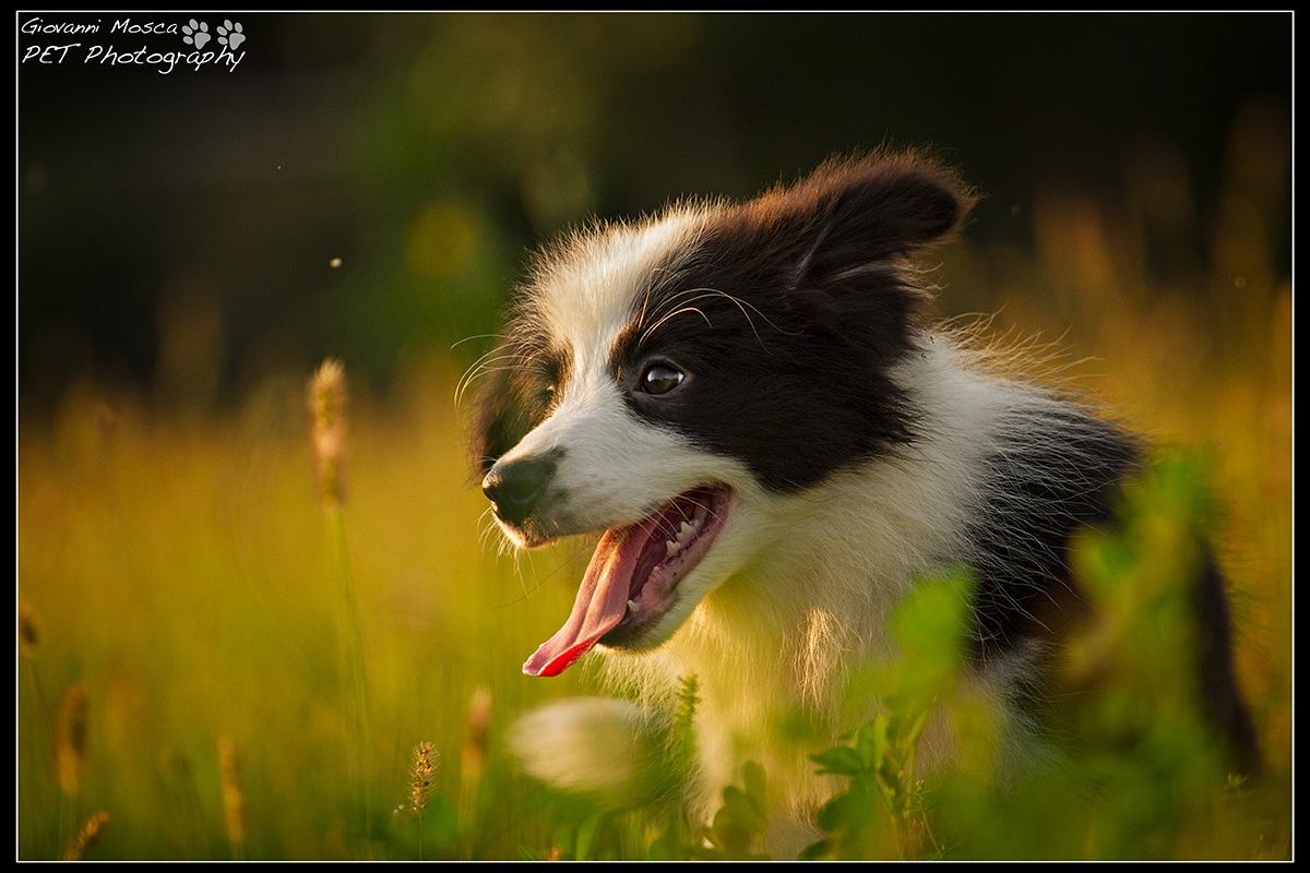 Lady Ziva to the discovery of the lawn!
