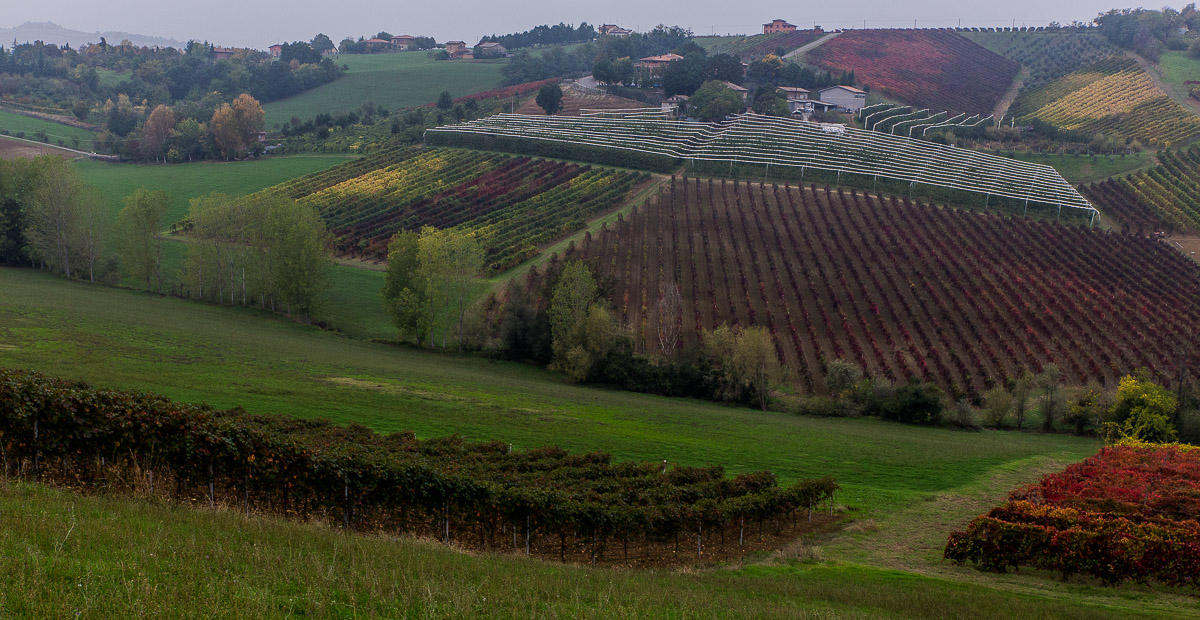 La collina del vino