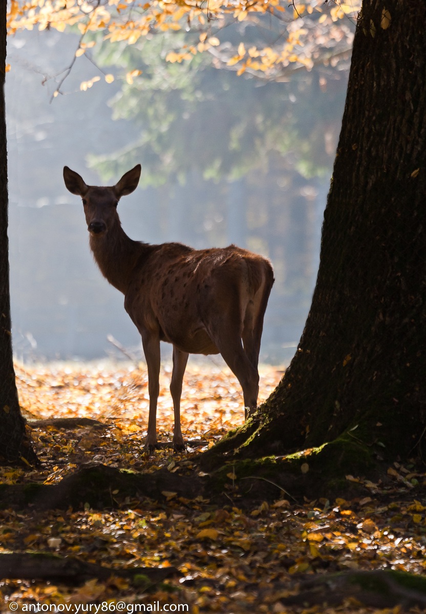 Bialowieza (Polonia)