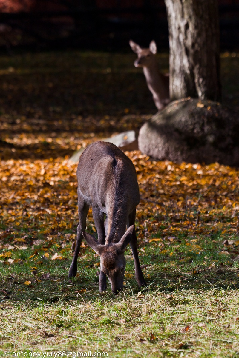 Bialowieza (Polonia)