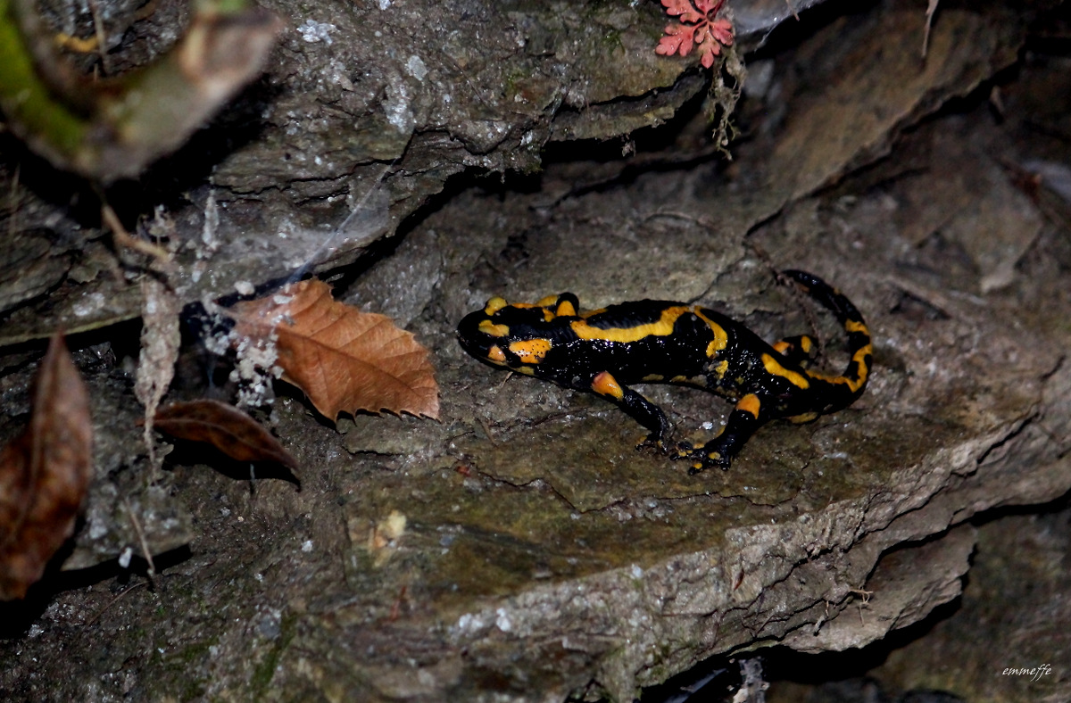 Salamandra
