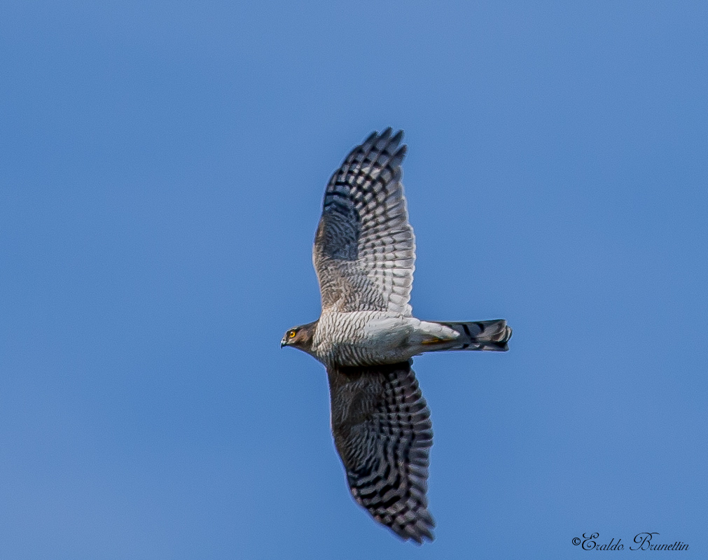 Sparrowhawk (Accipiter Nisus)