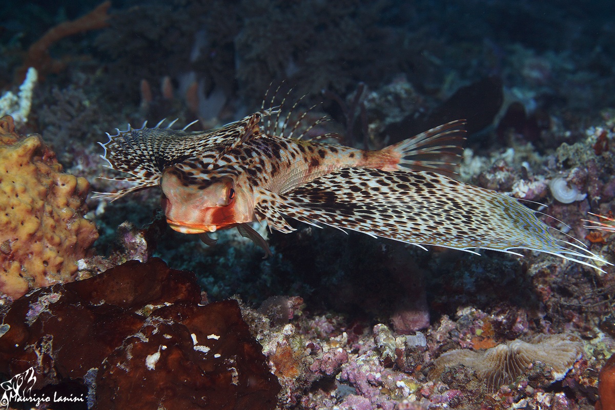 Triglia alata femmina (Dactyloptena orientalis)