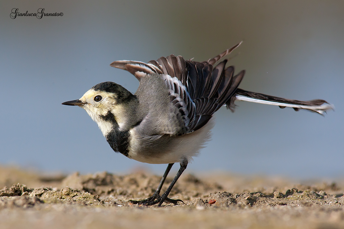 The dance of the dancer