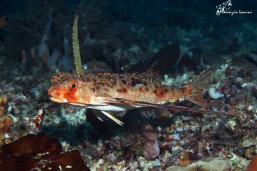 Dactyloptena orientalis