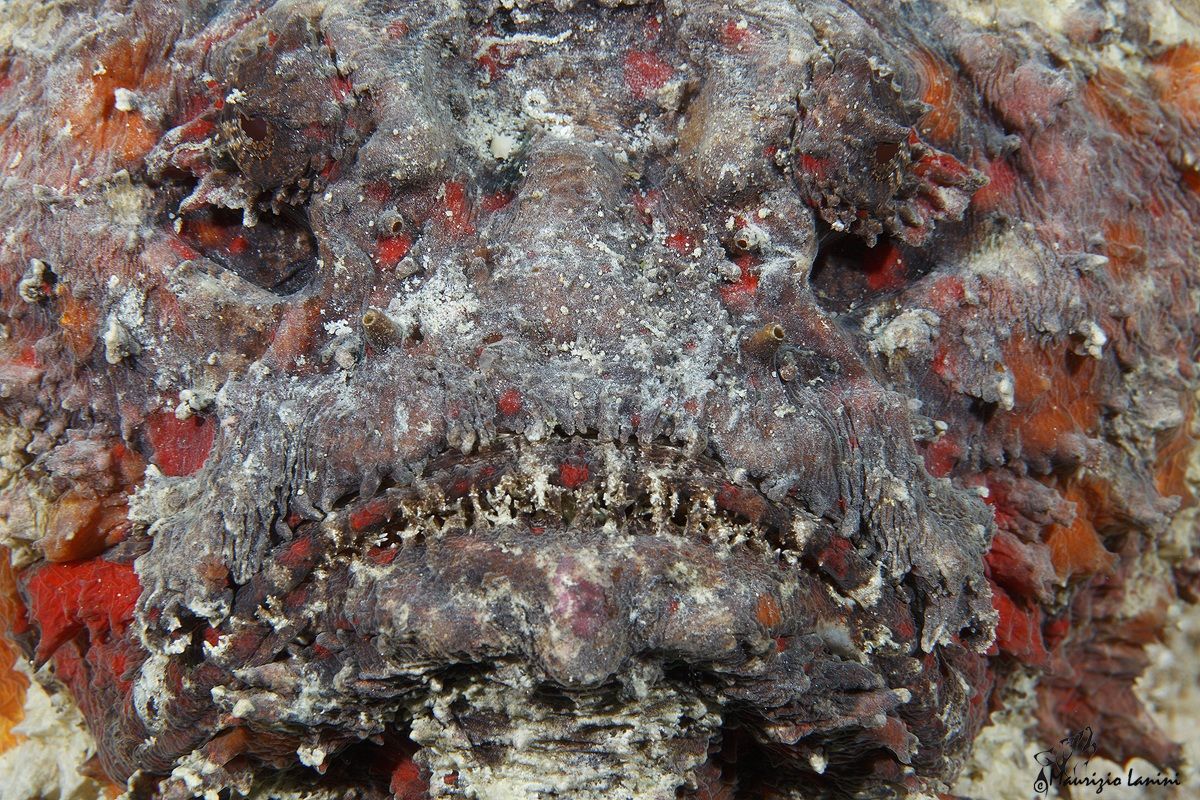 Primo piano mortale !