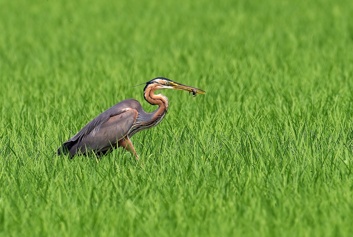 purple heron