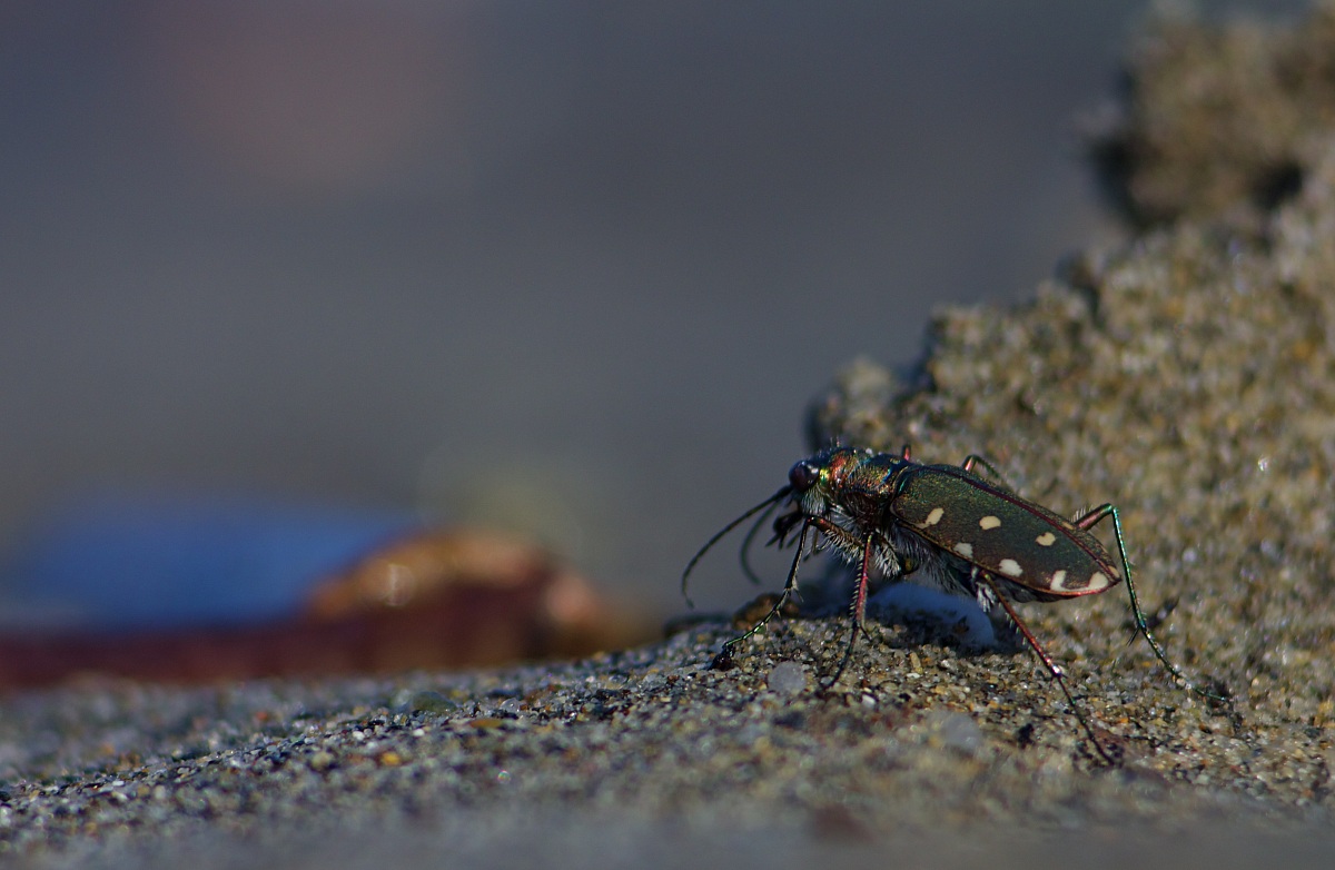 cicindela by the sea