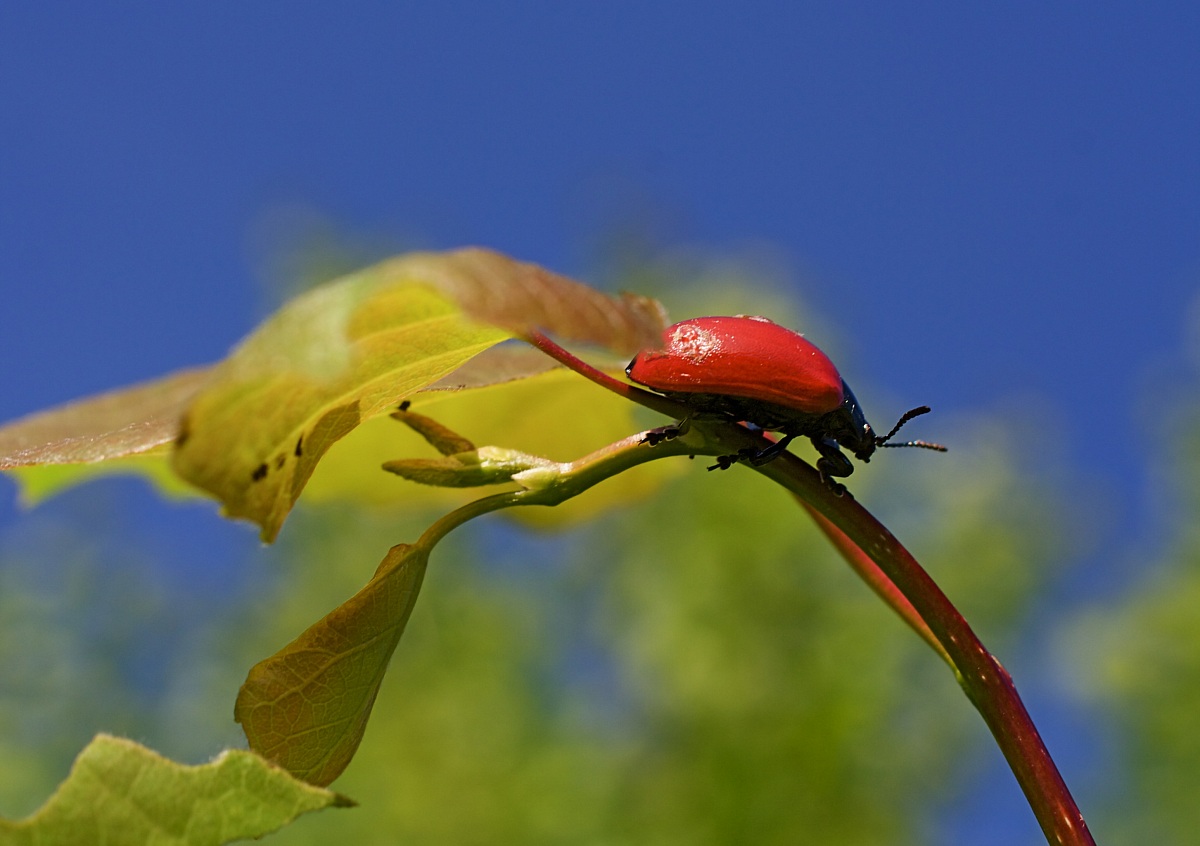 Crisomelide e cielo primaverile