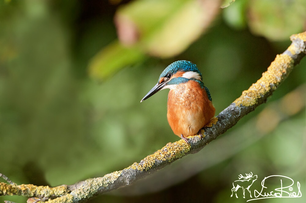 Martin pescatore - Kingfisher