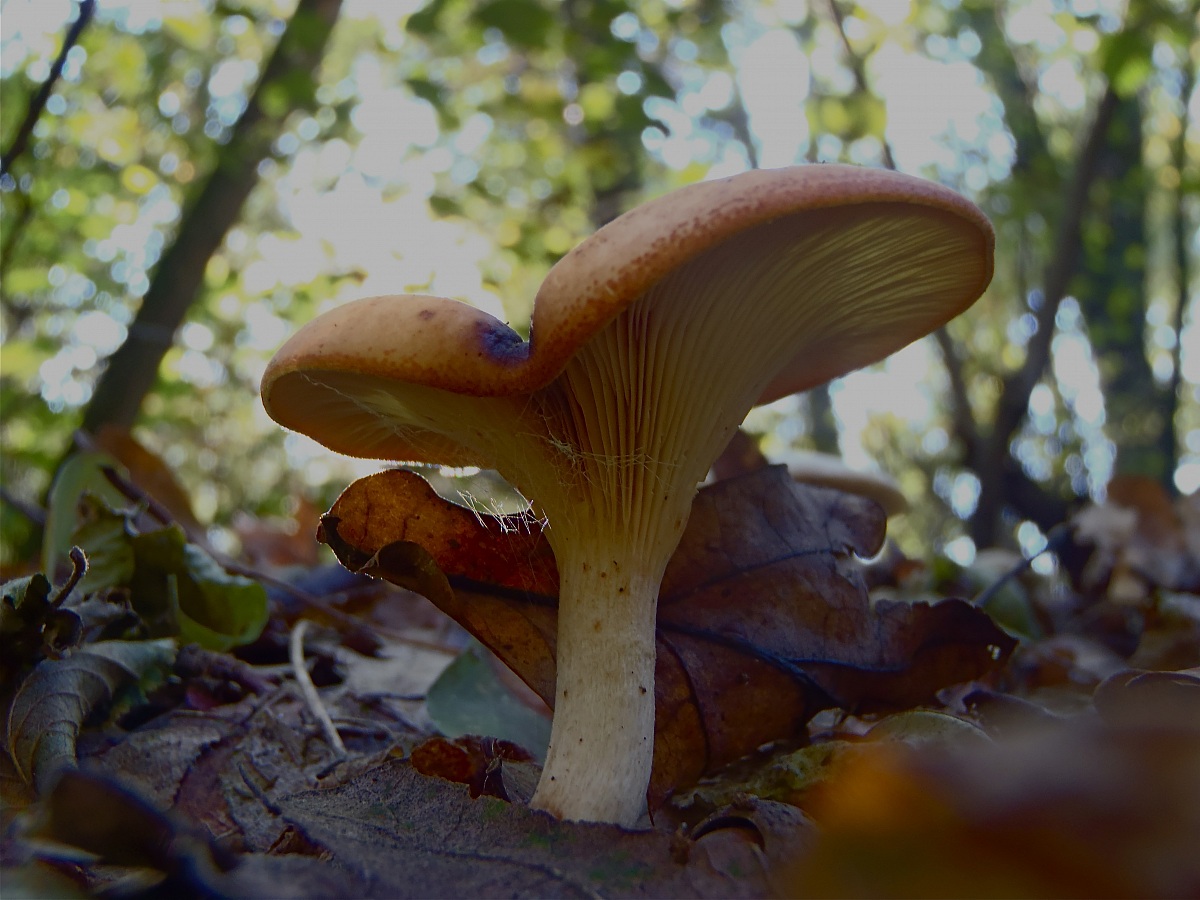 dal punto di vista delle lumache