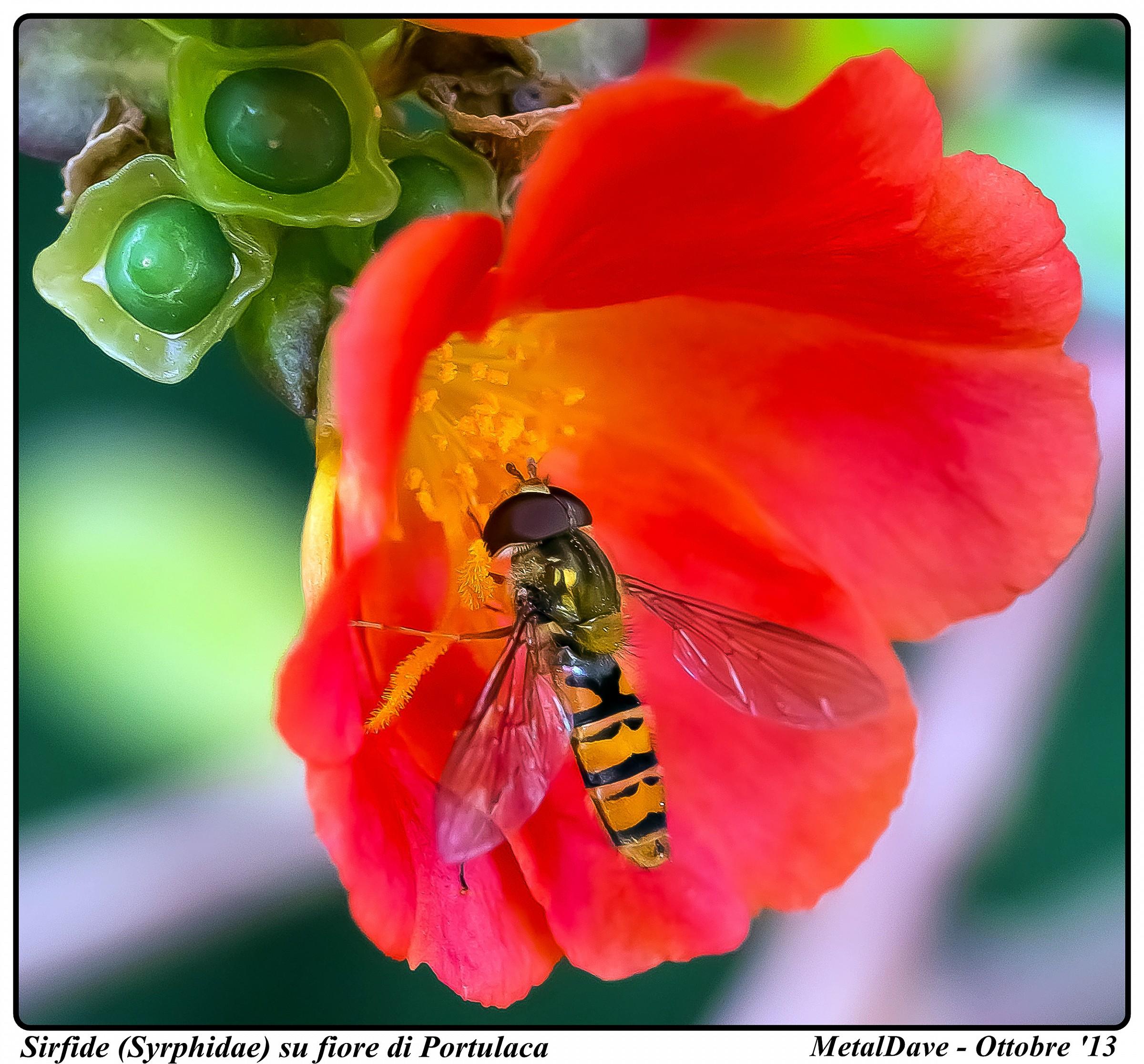 Sirfide (Syrphidae) su fiore di Portulaca