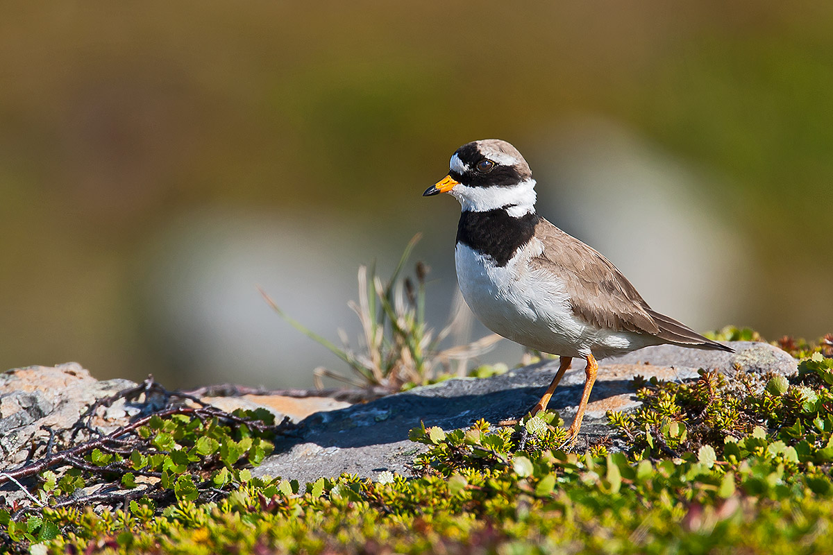 Ringed Plover