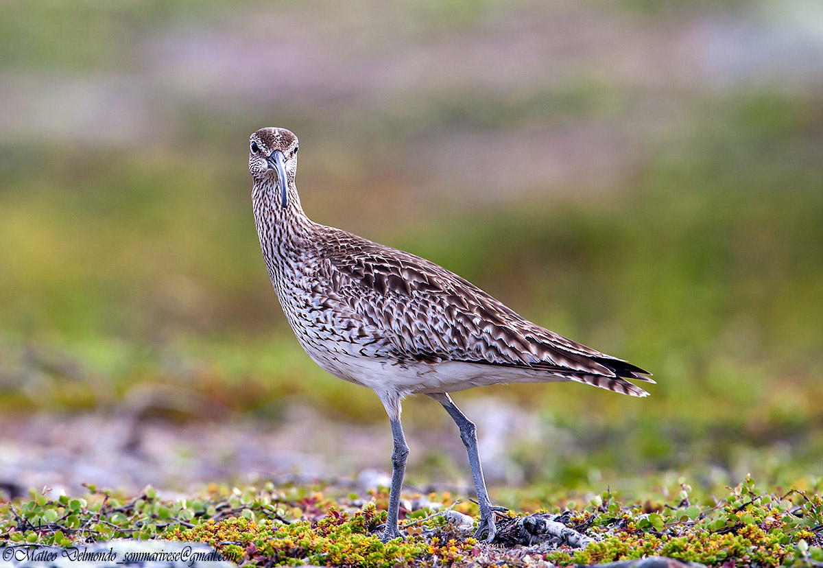 Whimbrel
