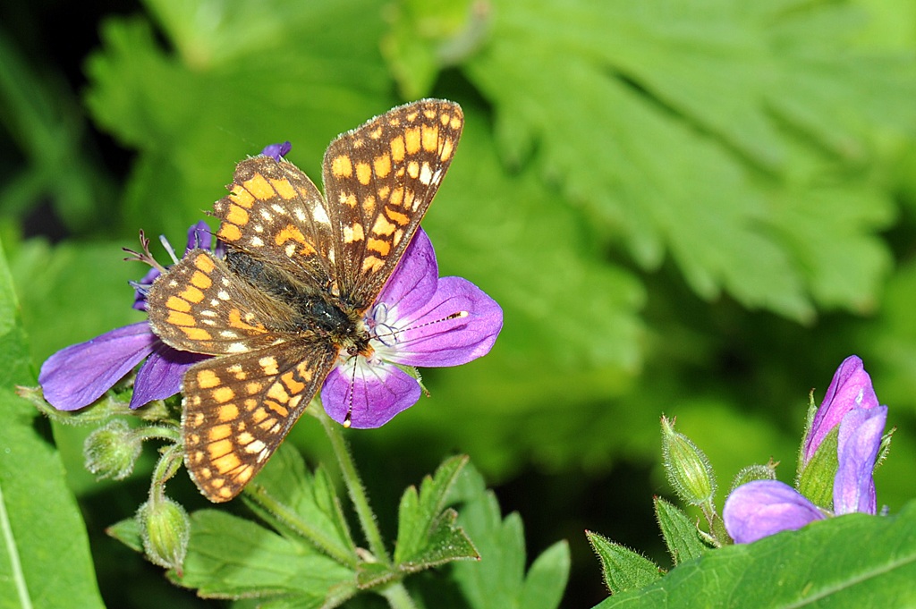 Euphydryas cynthia female