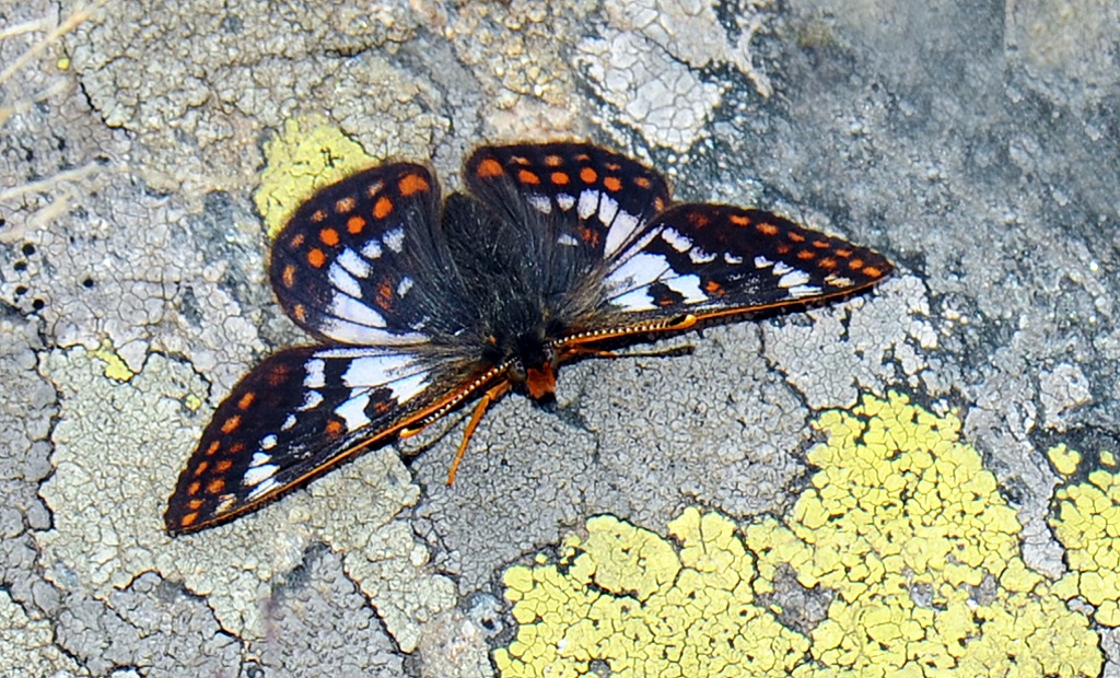 Euphydryas cynthia male