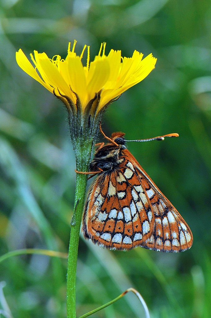 Euphydryas cynthia male
