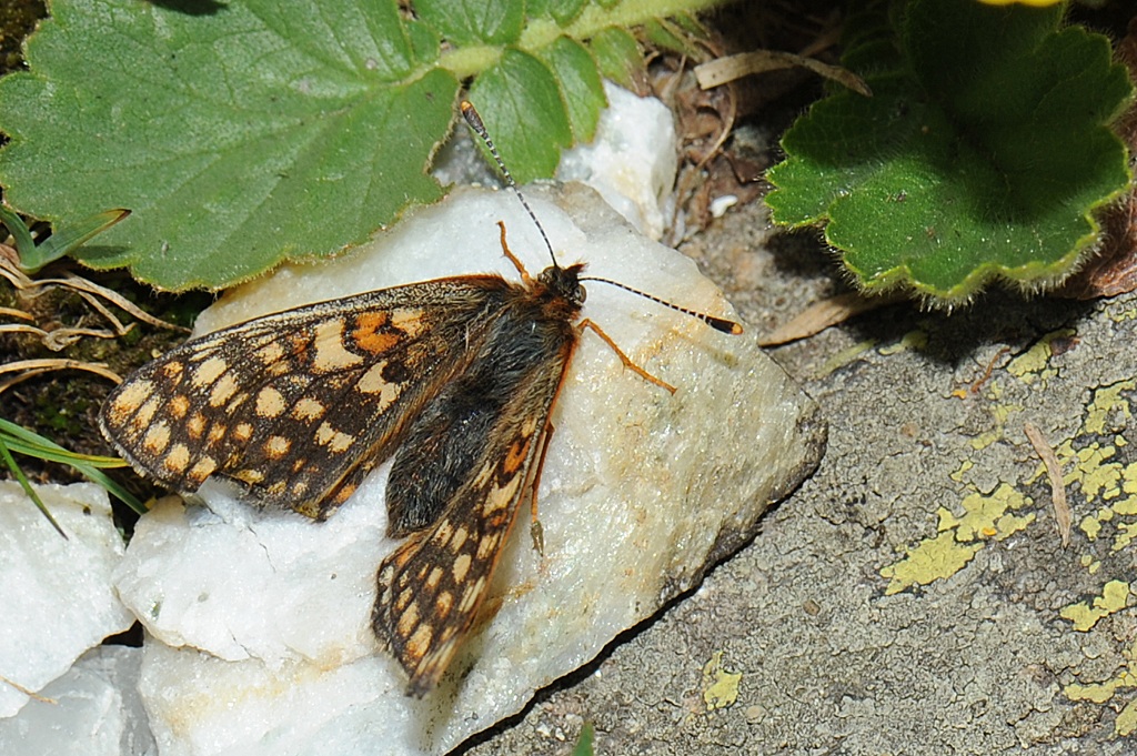 Euphydryas debilis