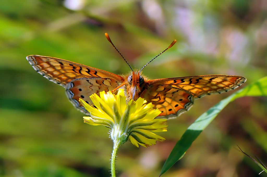 Euphydryas provincialis