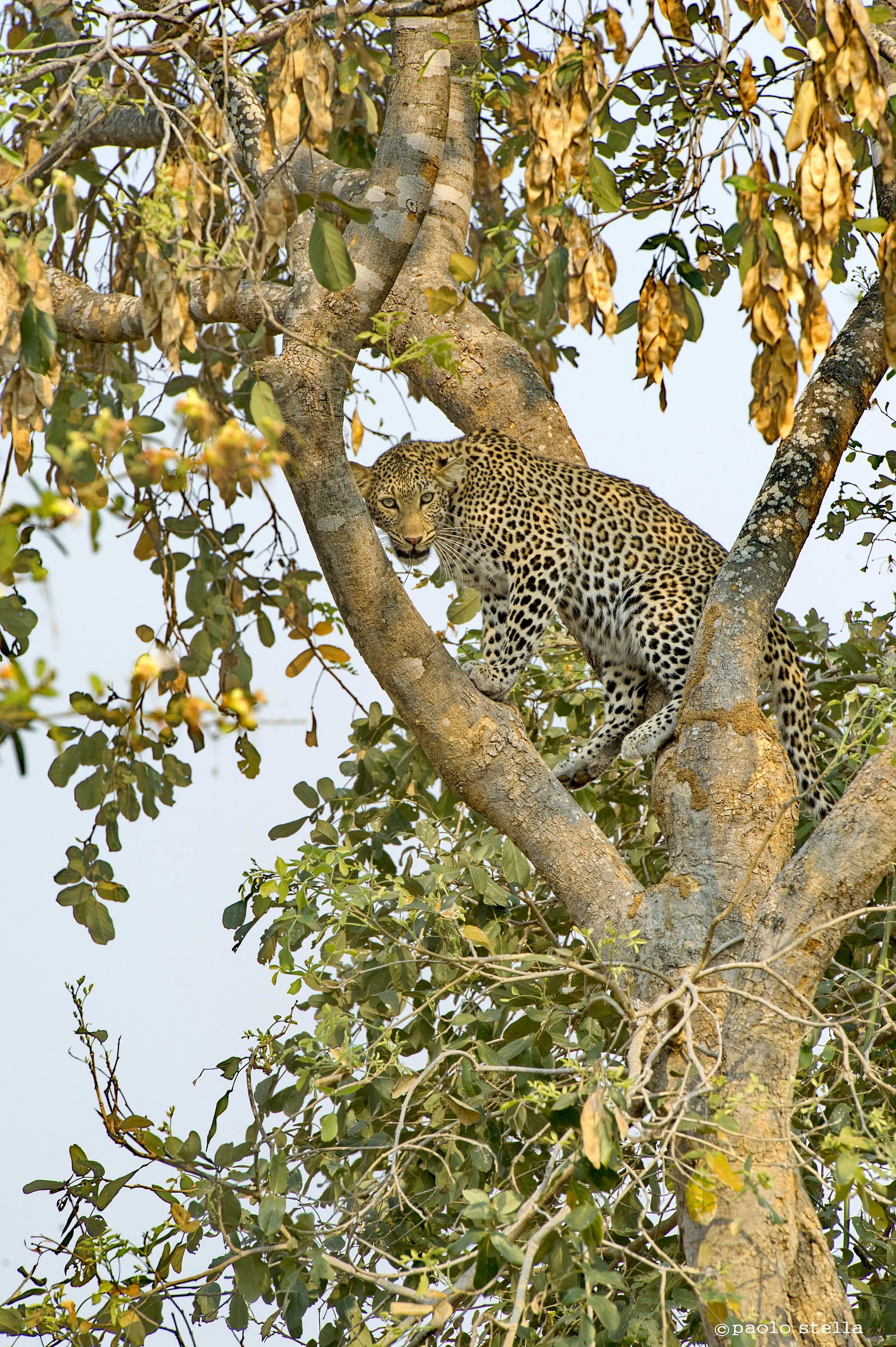 the .. child ... is nervous ....