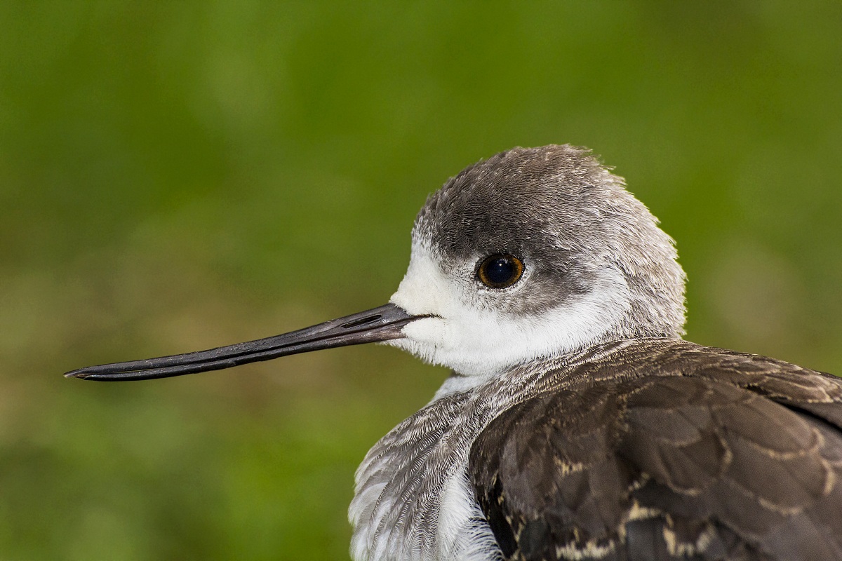 Ritratto di Cavaliere d'Italia