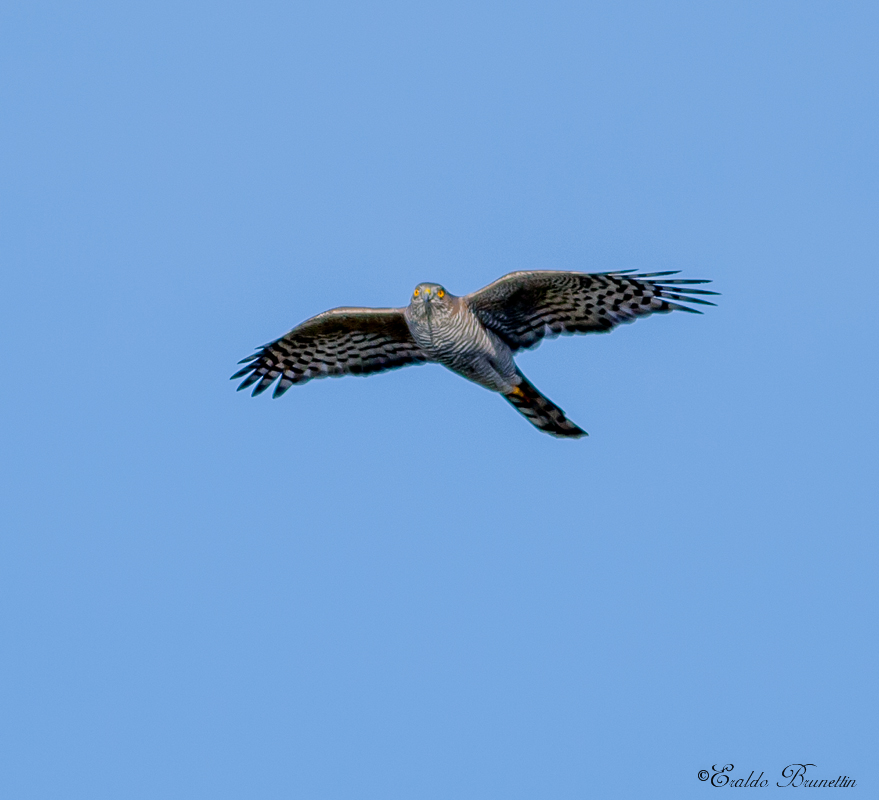 Sparrowhawk (Accipiter Nisus)