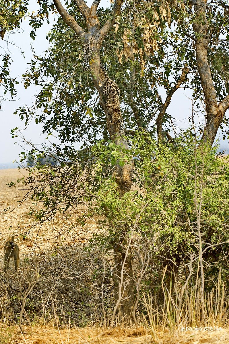 escape for salvation??