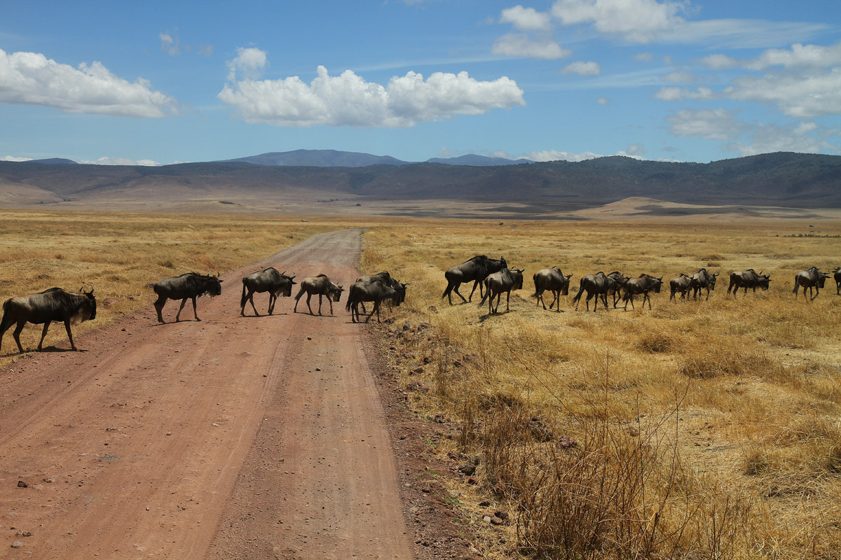 Gnù nel cratere Ngorongoro