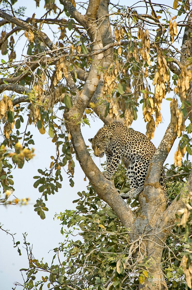 foaming at the mouth