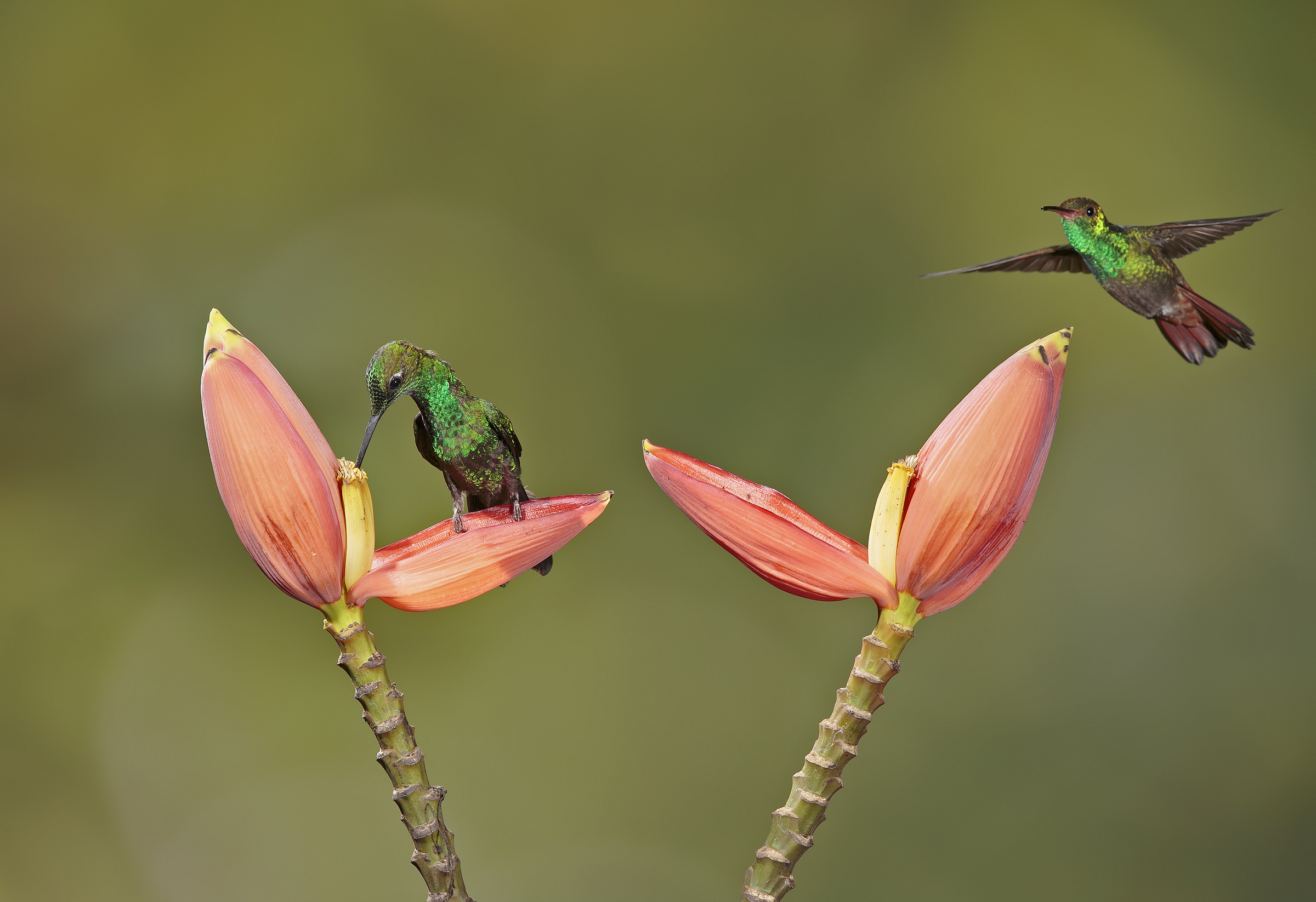 Colibrì diamante corona verde