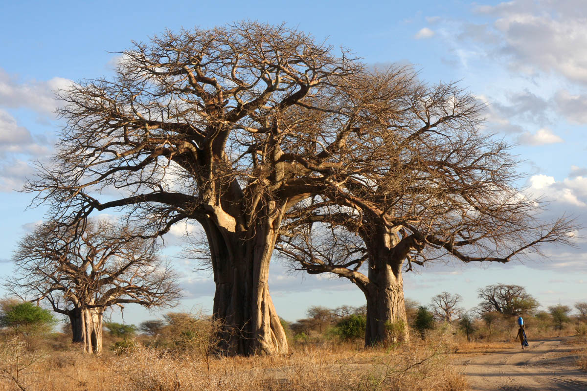 Baobab in the dry season, North Tanzania