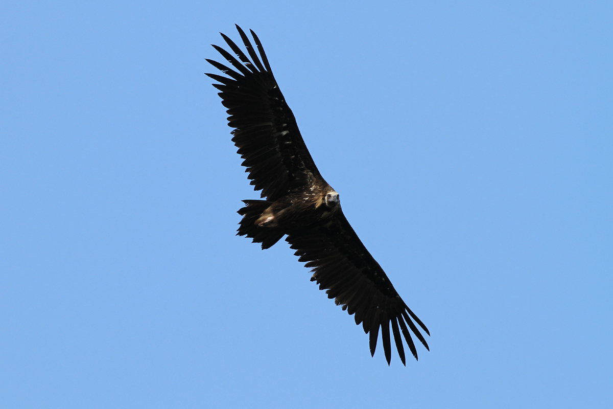 Monk Vulture in Monfrague