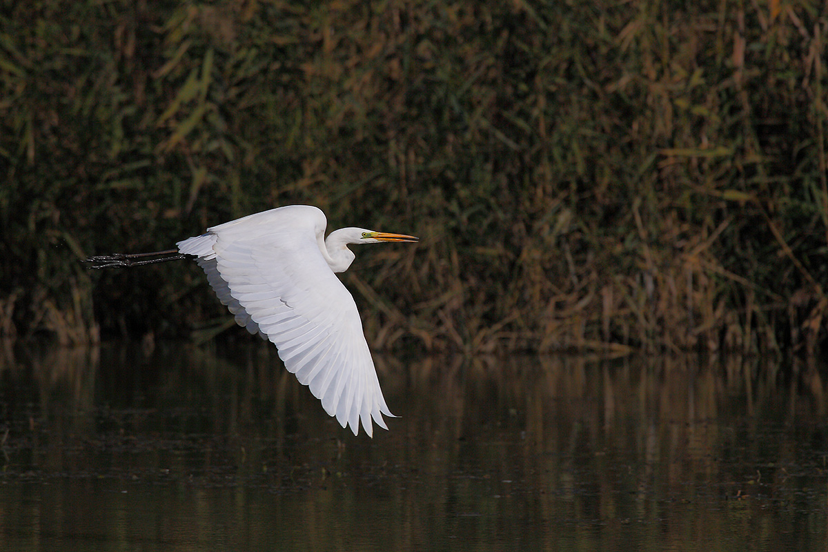 White Egret in flight