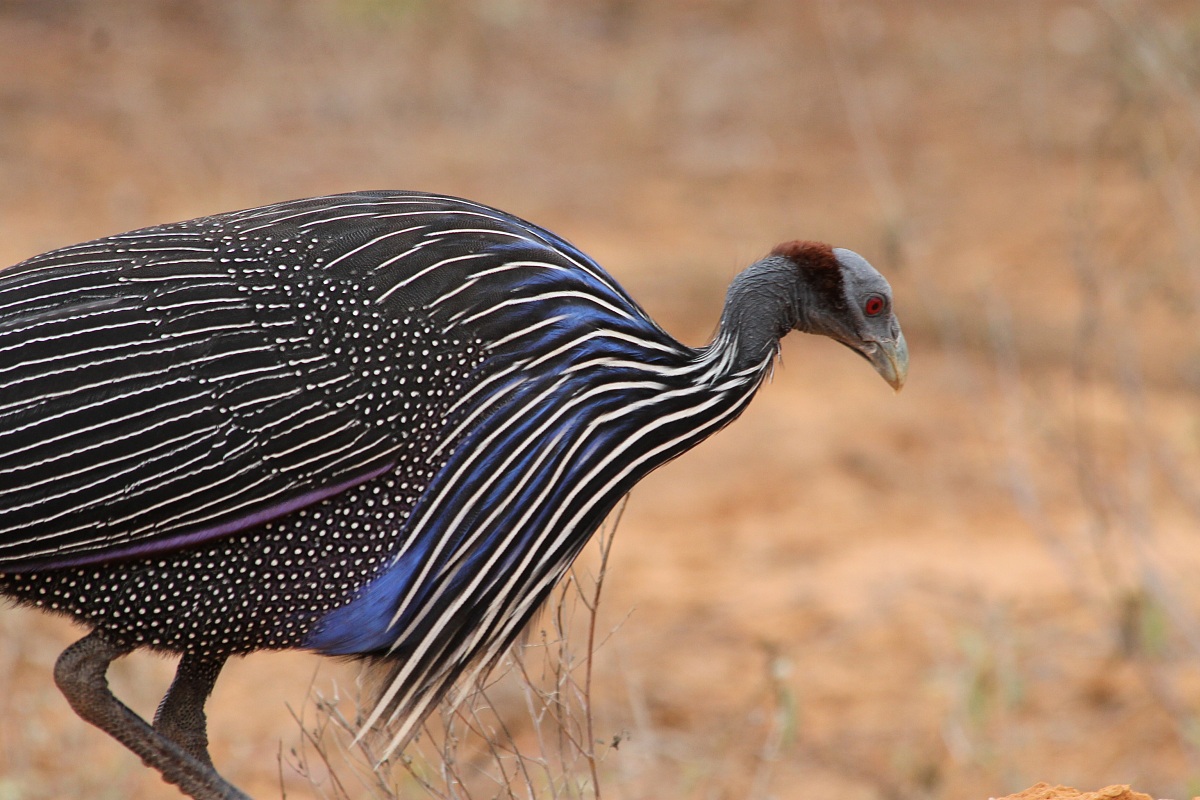 Vulturine Guinea Fowl