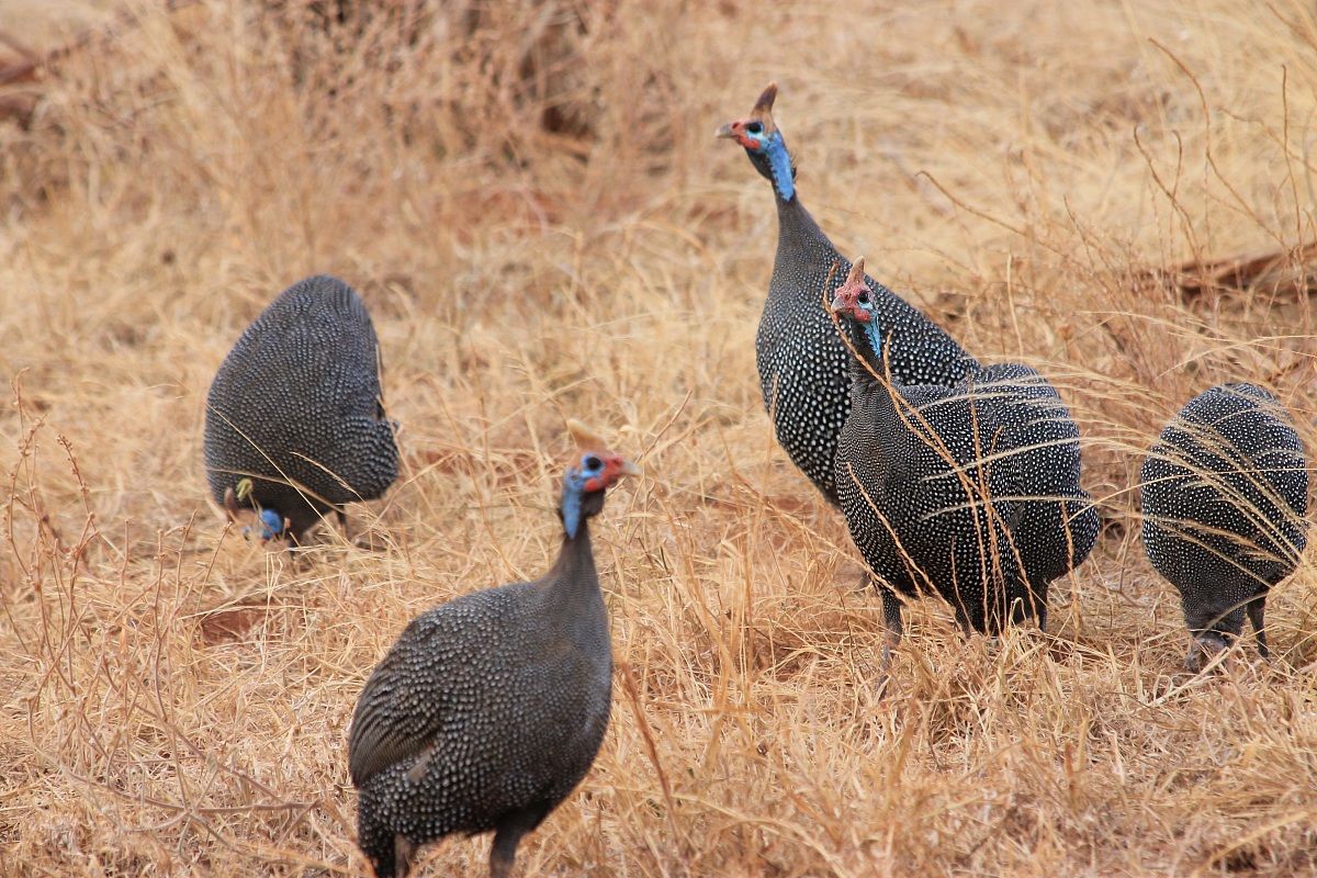 Guinea fowl mitrata