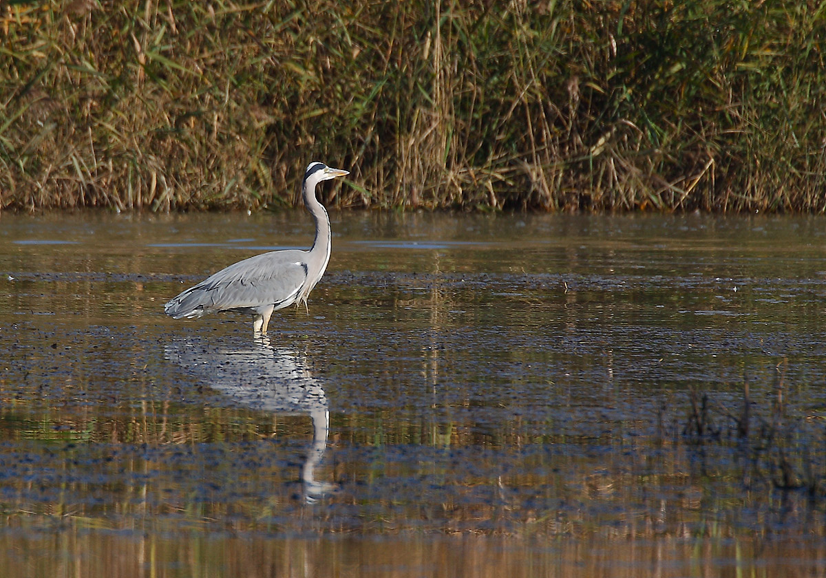 Ardea cinerea
