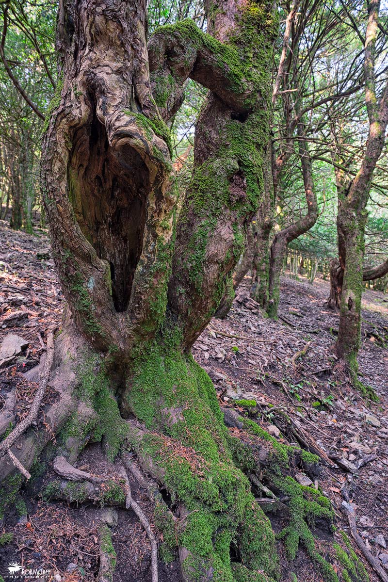 Tasso - Sos Nibberos