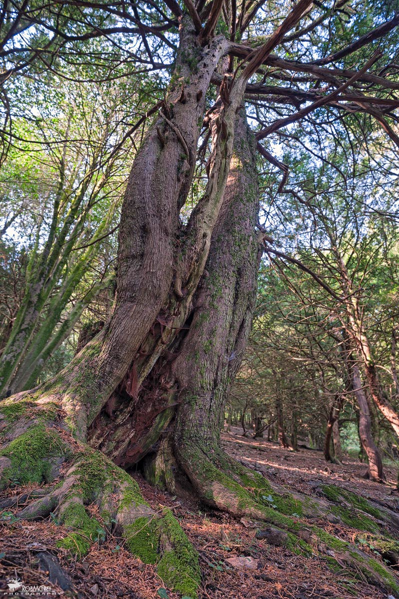 Tasso - Sos Nibberos