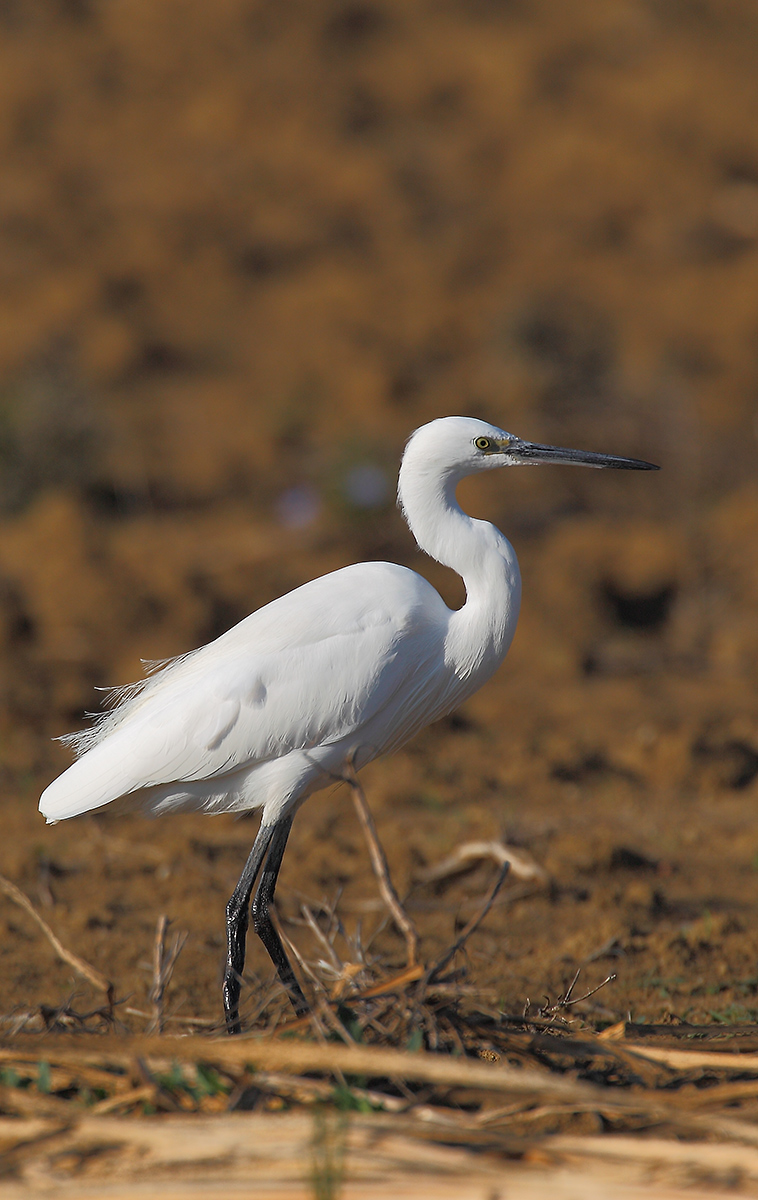 Little Egret Egretta