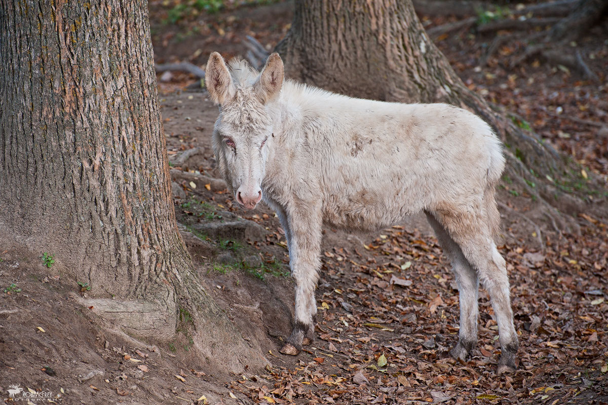 Equus asinus var. albina - Foresta Burgos