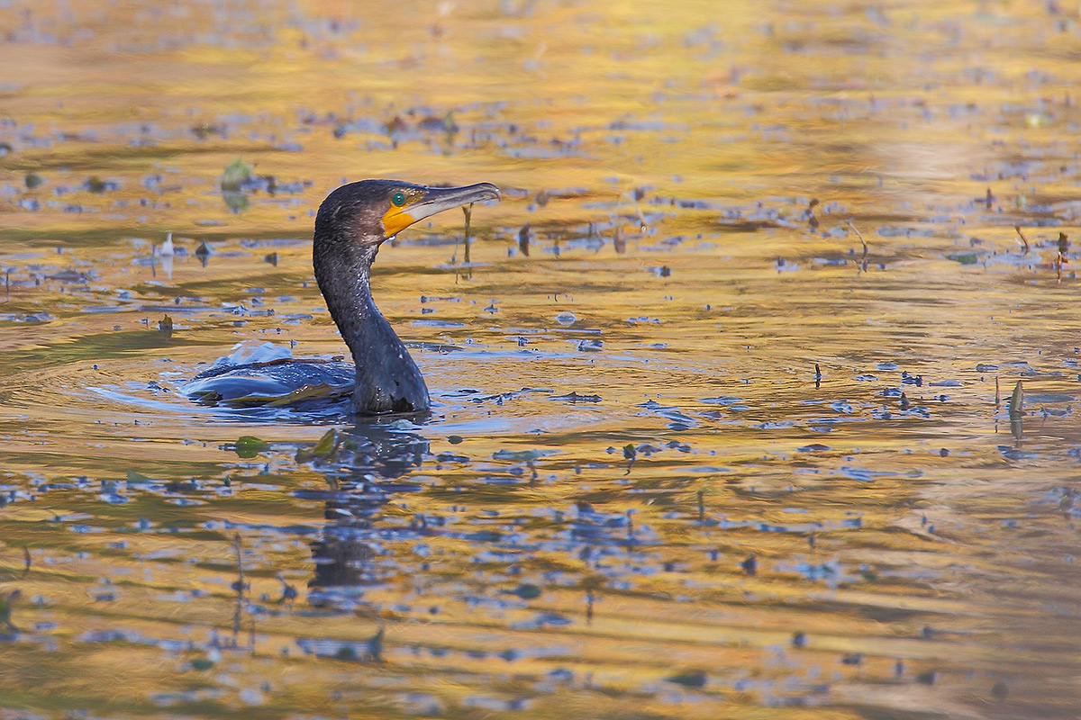 Phalacrocorax carbo